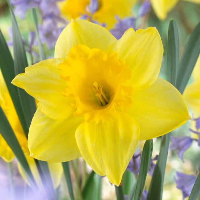 Daffodil Carlton