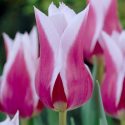 Tulipa Lily Flowering ‘Claudia’