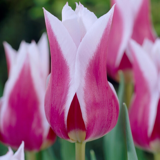 tulipa claudia