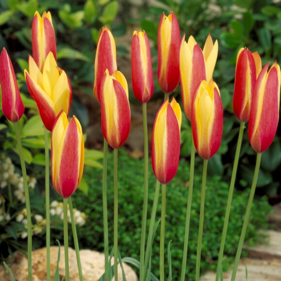 Tulipa Miniature ‘Clusiana Cynthia’
