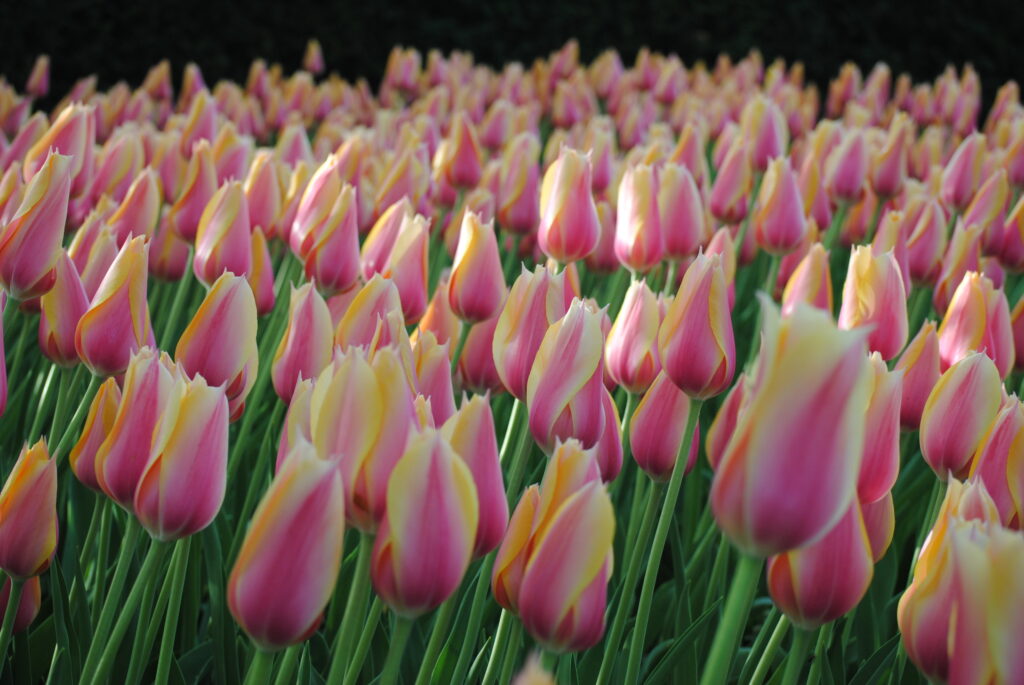 tulipa blushing lady
