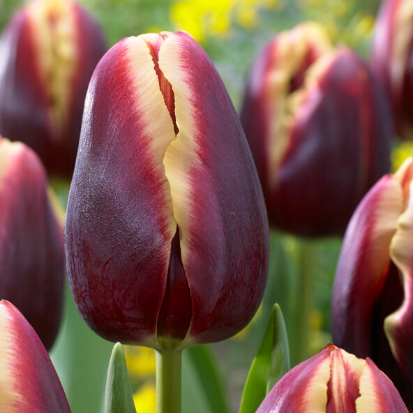 Tulipa Triumph ‘Doberman’