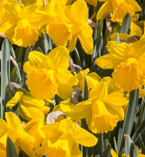 Daffodil Dutch Master