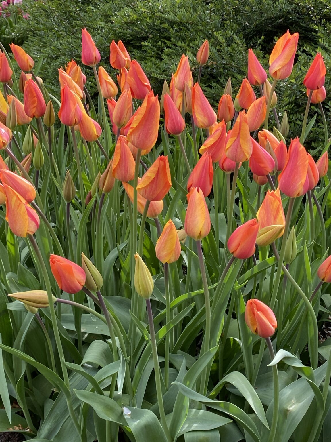 Tulipa Single Late 'El Nino' - Ruigrok Flowerbulbs