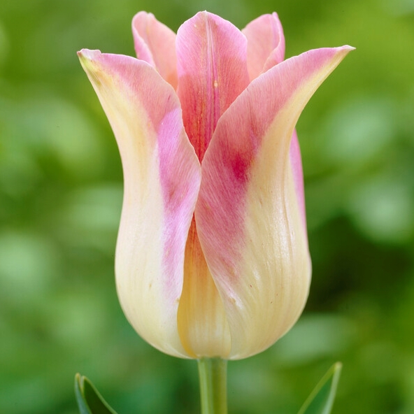 tulipa elegant lady