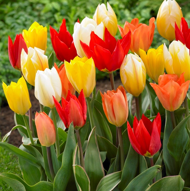 emperor tulip mixture