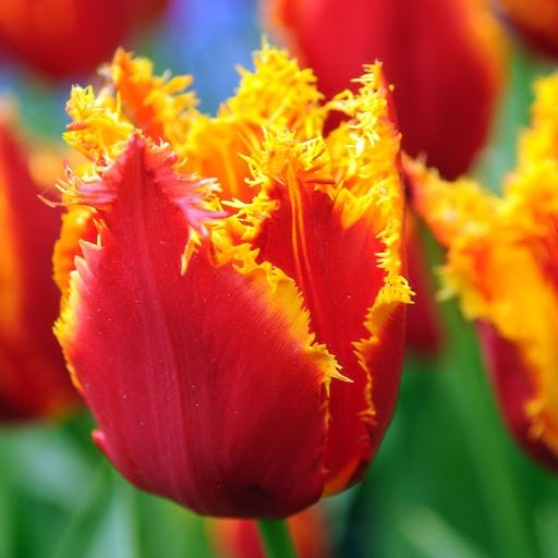 tulipa fabio