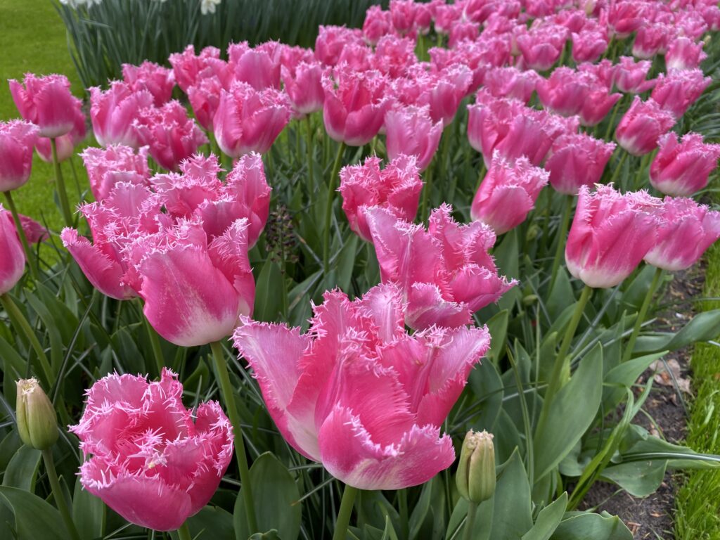tulipa fancy frills