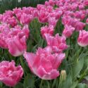 Tulipa Fringed ‘Fancy Frills’