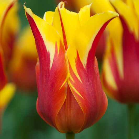 tulipa fire wings