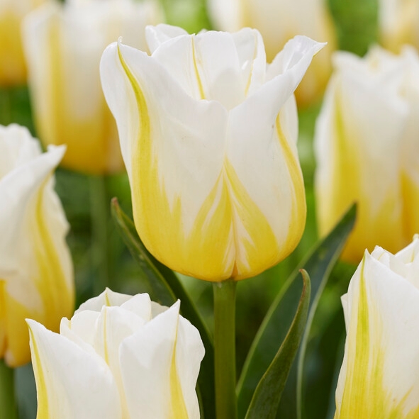 Tulipa Triumph ‘Flaming Agrass’