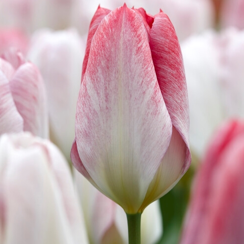 tulipa exotic emperor