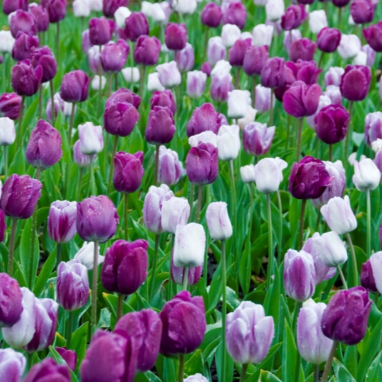 Tulipa Triumph ‘Flaming Purple Mixture’