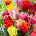 Tulipa Fringed ‘Fringed Mixture’
