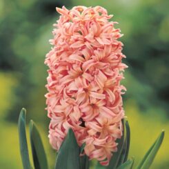 Hyacinthus