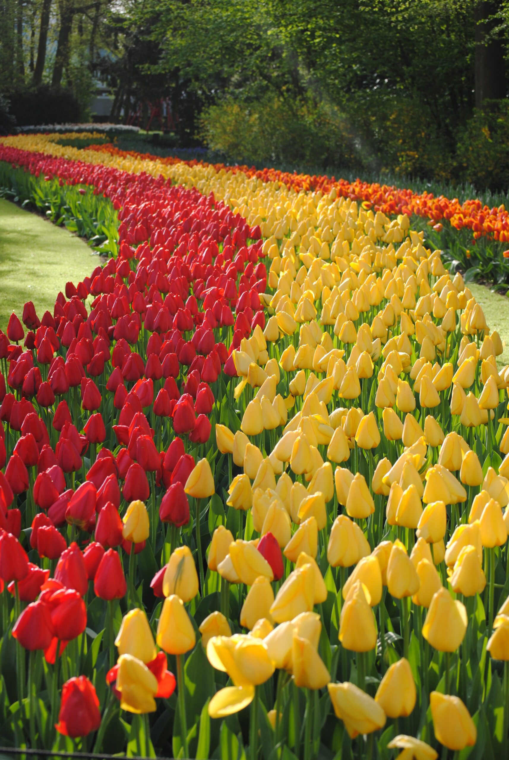 thumbnail image 2 of Tulip Darwin Hybrid Beauty Of Spring - 20 Bulbs - Longfield Gardens 2 of 12