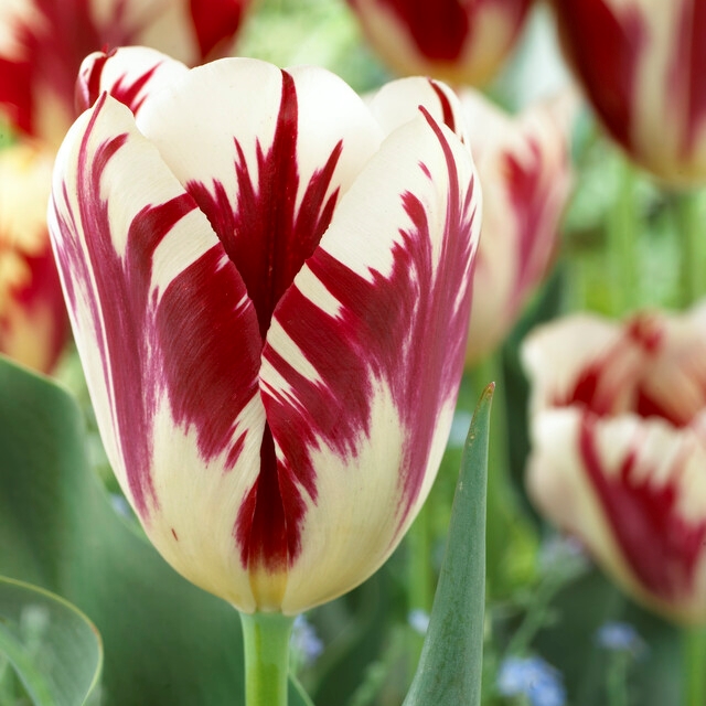 tulipa grand perfection