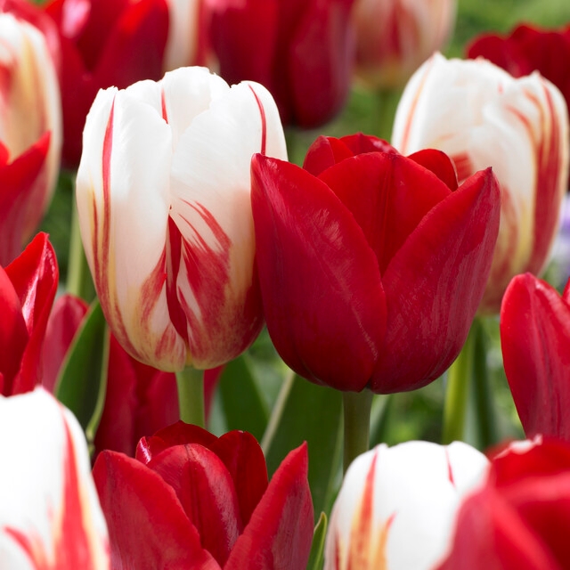 triumph tulip blend