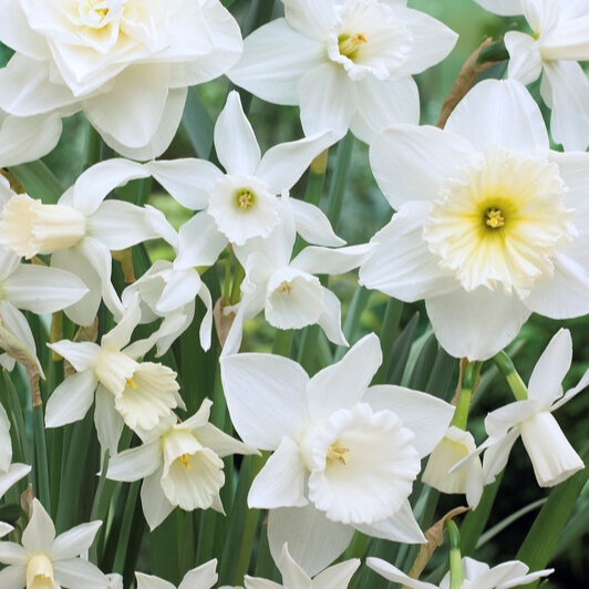 white daffodil mixture