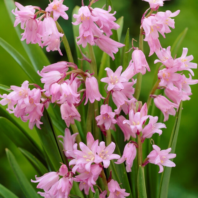 Hyacinthoides Hispanica ‘Pink’