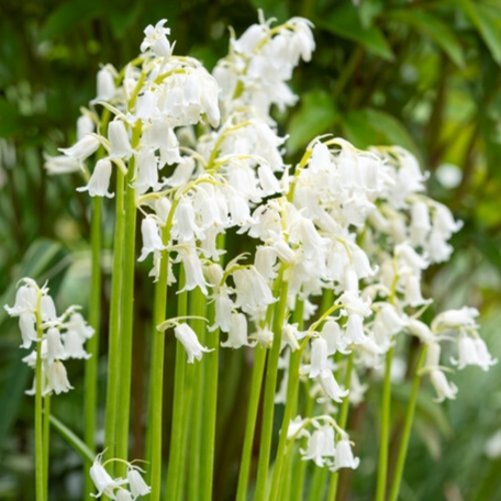 Hyacinthoides Hispanica ‘White’