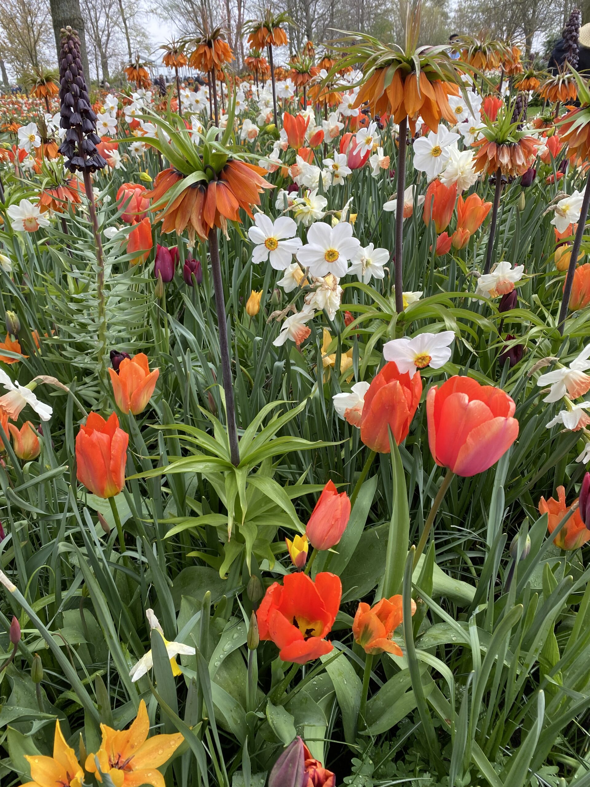 Landscape display with Fritillaria