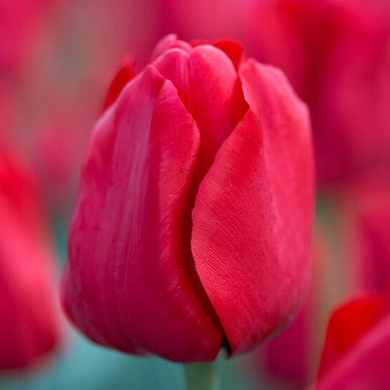 Tulipa Triumph ‘Ile De France’