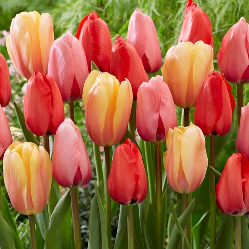 Tulipa Darwin Hybrid ‘Impression Mixture’