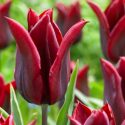 Tulipa Lily Flowering ‘Lasting Love’