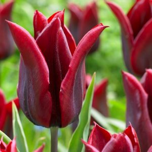 tulipa lasting love