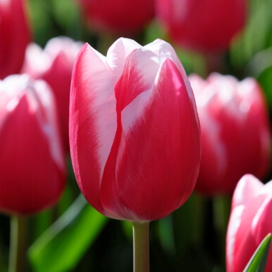 Tulipa Triumph ‘Leen Van Der Mark’