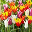 Tulipa Lily Flowering ‘Lily Flowering Mixture’