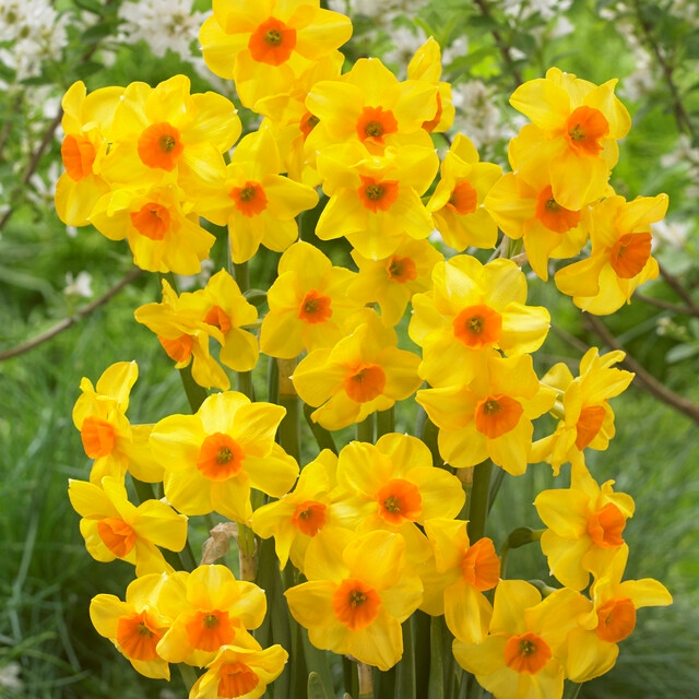 Narcissus Bunch Flowering ‘Martinette’