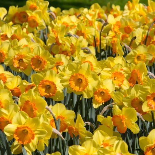 Daffodil Mary Bohannon