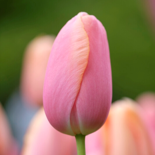 tulip menton