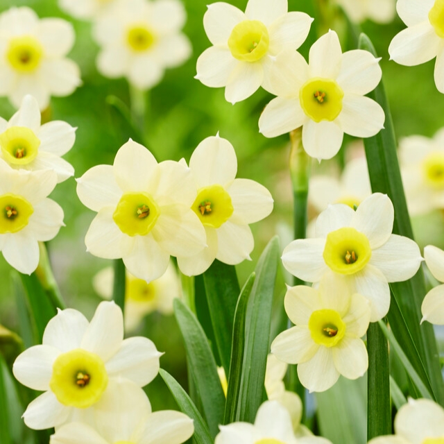 daffodil Minnow