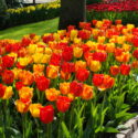 Tulipa Darwin Hybrid ‘Darwin Hybrid Mixture’