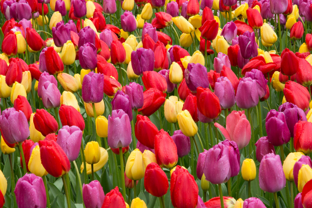 colorful triumph tulip blend