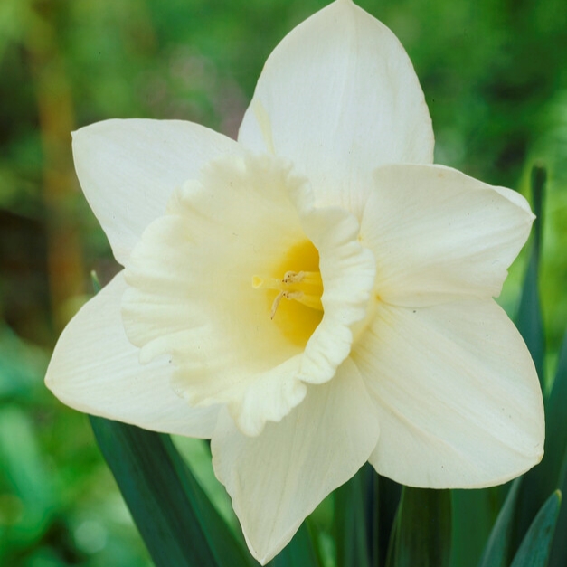 Narcissus Trumpet ‘Mount Hood’