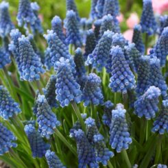 Muscari