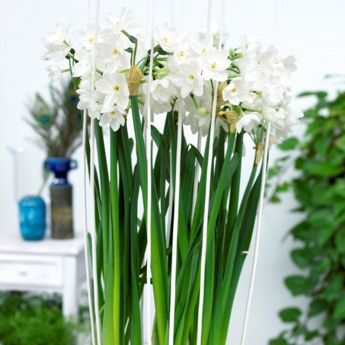 Narcissus Tazetta ‘Nir’