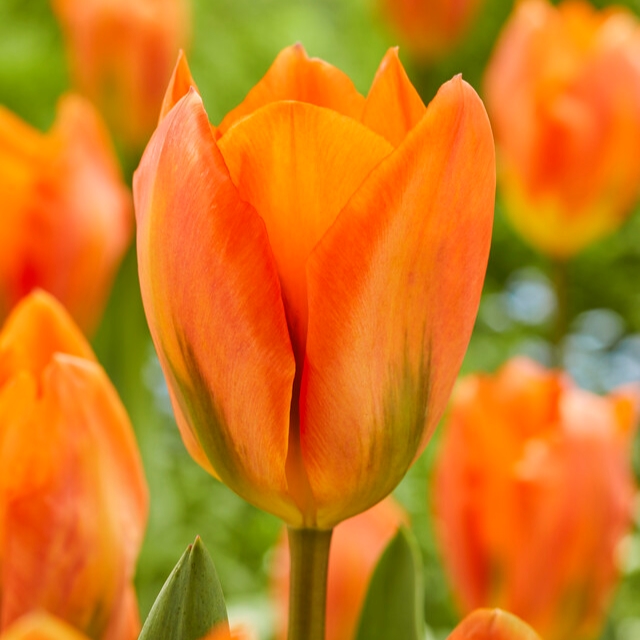 tulipa orange emperor