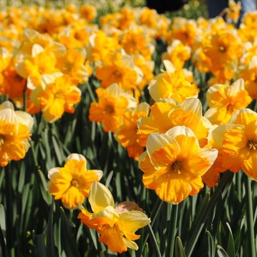 daffodil Orangery