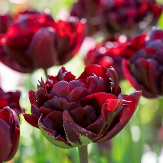 Tulipa Double Late ‘Palmyra’