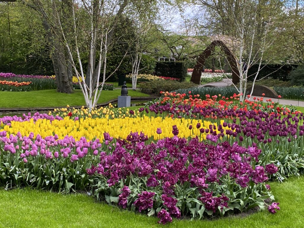tulip landscaping project