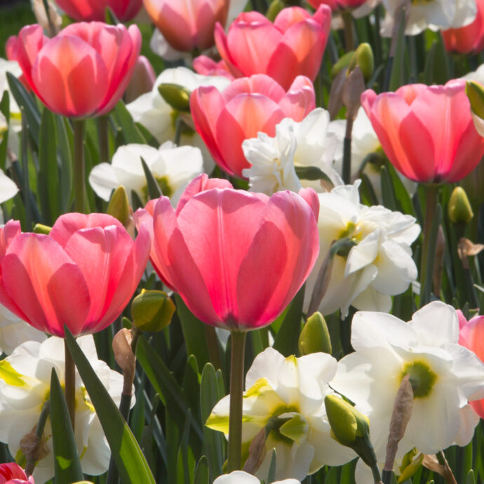 Tulipa Darwin Hybrid ‘Pink Impression’