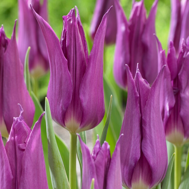 tulipa purple dream