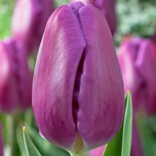 tulip purple flag
