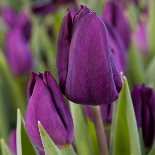 tulip purple lady