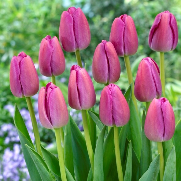 tulipa purple pride